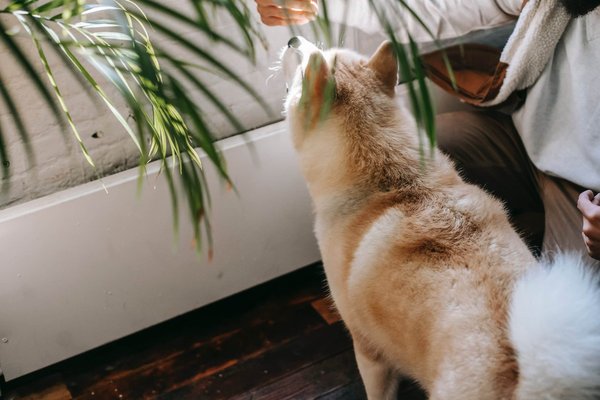Natural strategies for controlling pet odors in your home