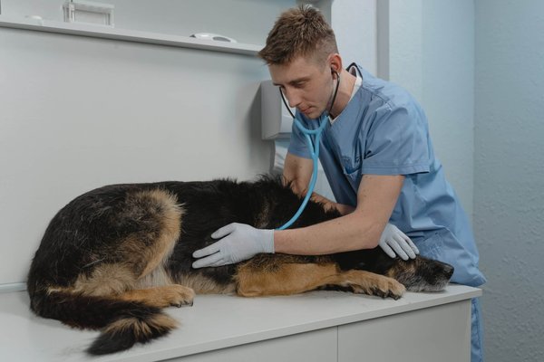 How to keep your dog calm at the vet?