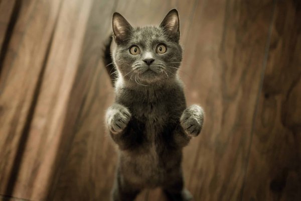 What are safe alternatives to declawing cats?